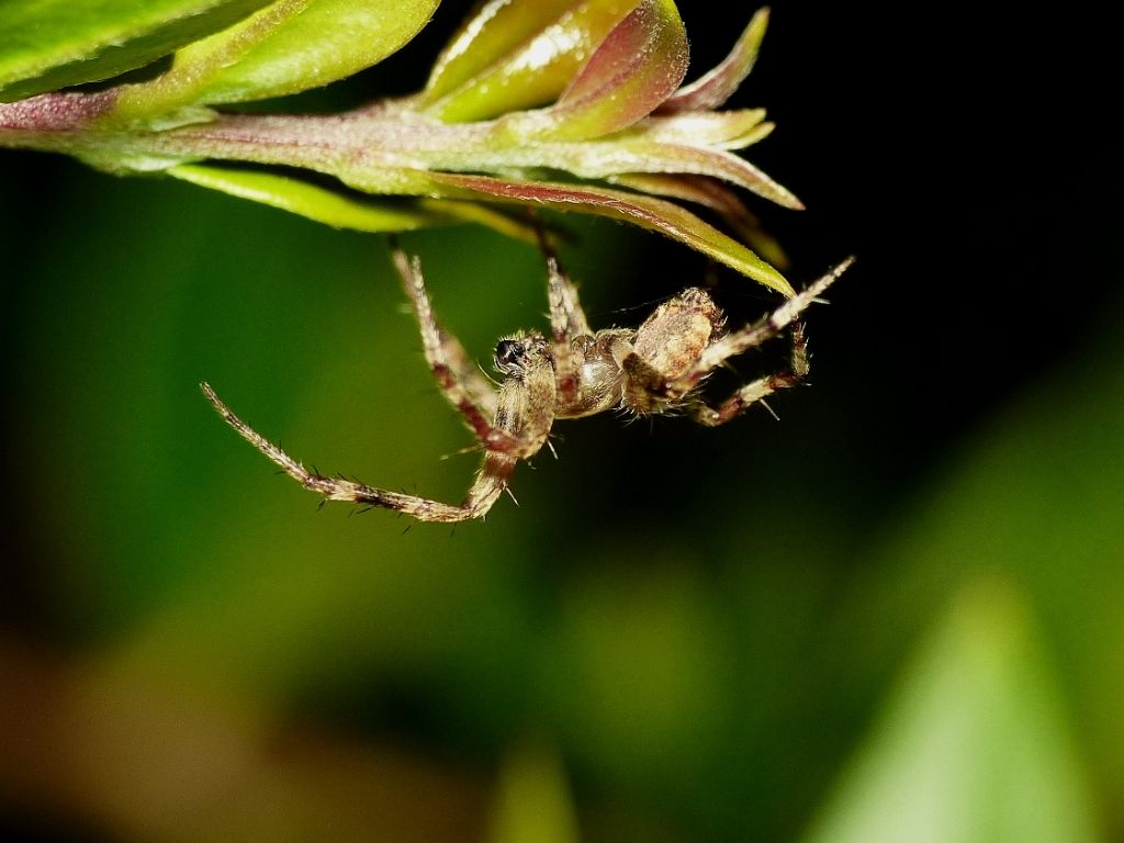 Passeggiate aracnologiche (di notte)